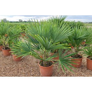 Palma konopná (Trachycarpus fortunei) - výška kmeňa 10-15 cm, celková výška 50-70 cm, kont. C5L (-17°C)